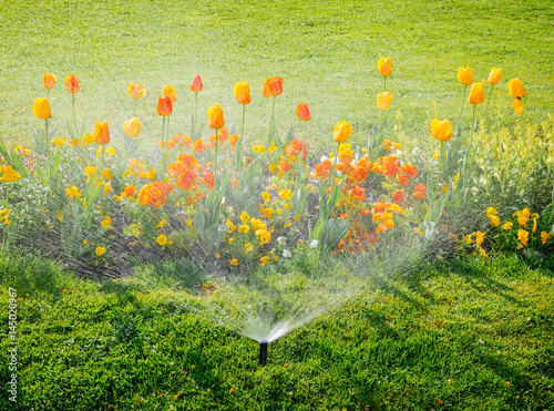 Smart garden activated with full automatic sprinkler irrigation system working early in the morning in green park - watering lawn and colourful flowers tulips narcissus and other types of spring flowe