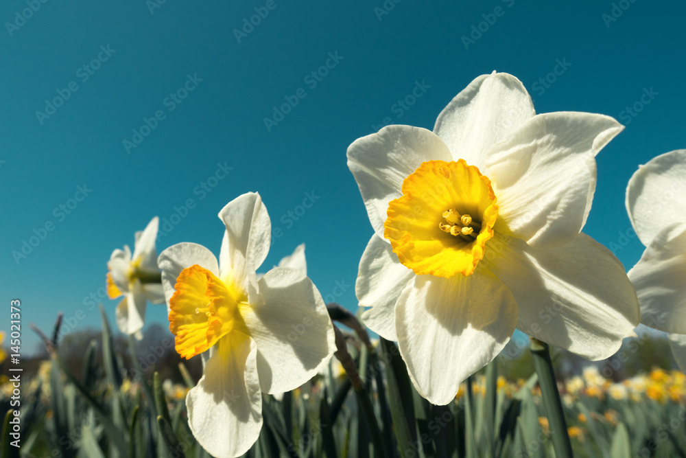 Daffodils Blooming In The Garden Daffodils Blooming In The Garden