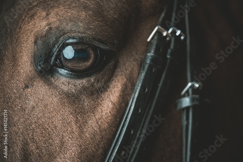 Horse Eye Closeup Photo