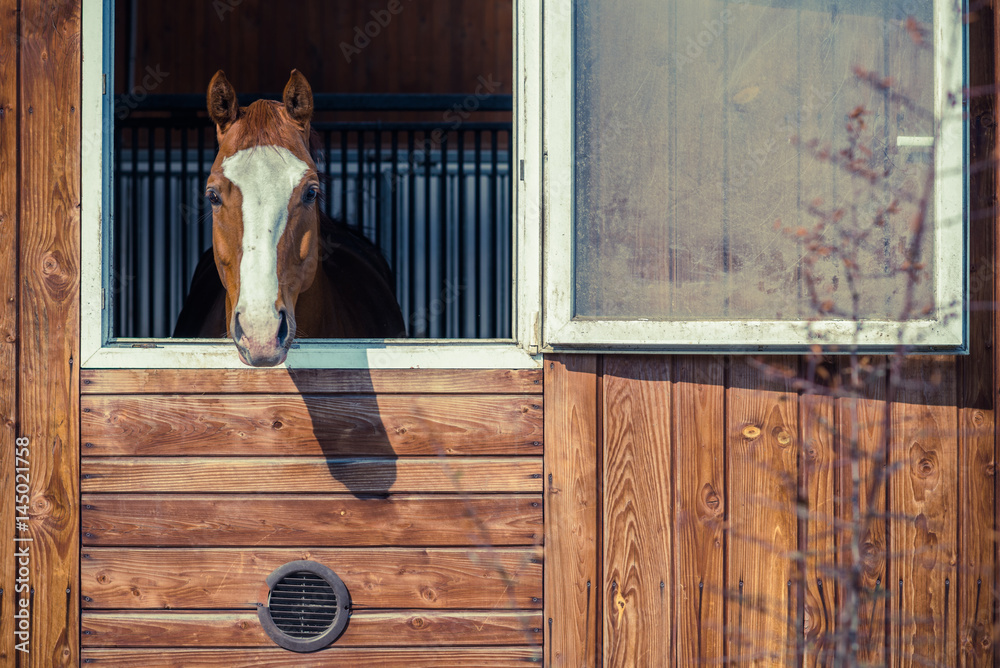 Fototapeta premium Ciekawy brązowy koń wygląda przez okno stajni