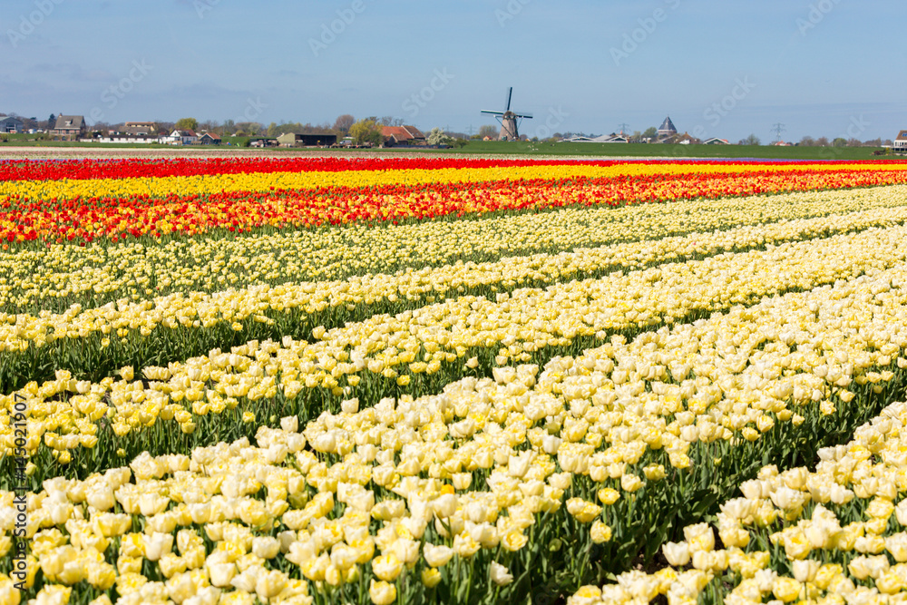 Tulip fields with windmill in Abbenes the Netherlands.