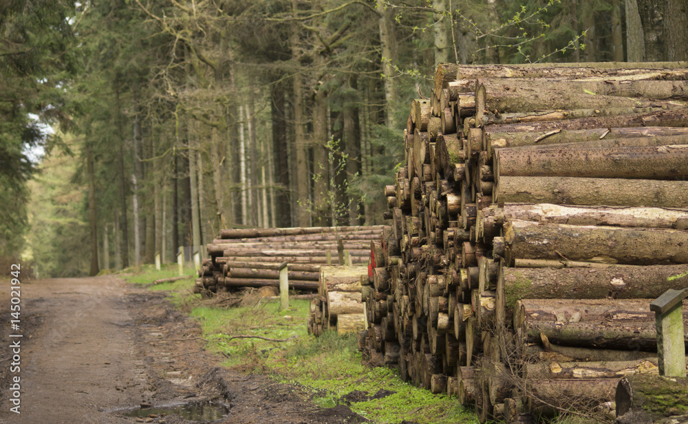 Wooden Logs at forest