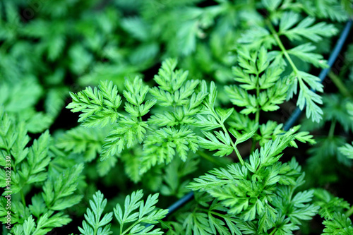 Inflorescence of a herb of Hemlock or Poison Hemlock Conium maculatum close up. herbals.texture. background photo