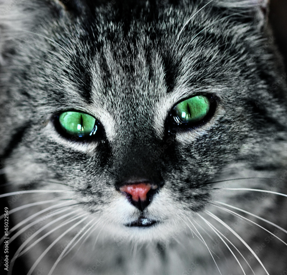 portrait of green eyes funny cat. Yes of cats charming portrait of green eyes funny cat. Yes of cats charming
