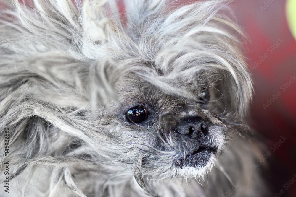 Portrait of truly happy senior dog.Funny animals portrait Portrait of truly happy senior dog.Funny animals portrait