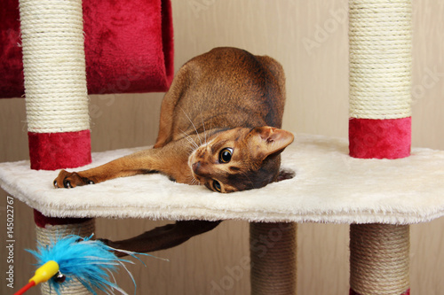 Cat playing with toy, feathered