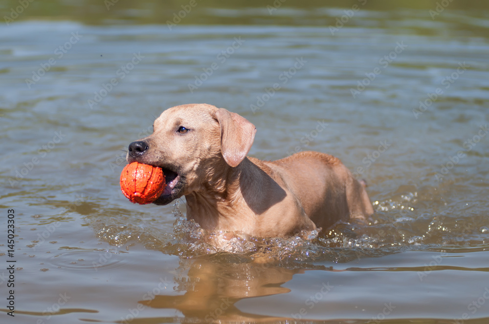 Pitbull terrier beige color plays with ball Pitbull terrier beige color plays with ball