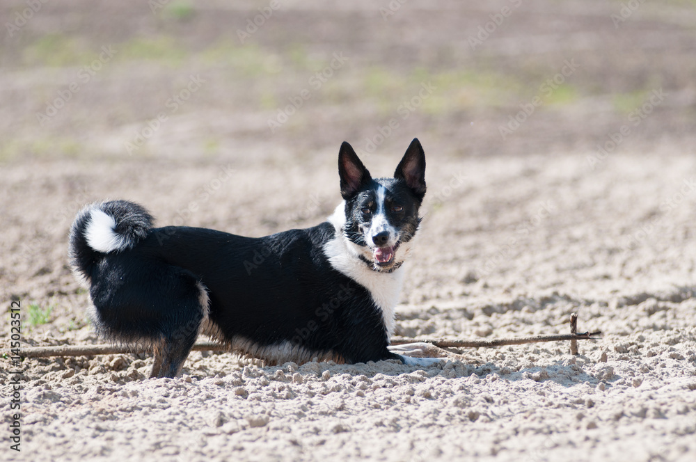 Mixed breed dog on the beach Mixed breed dog on the beach