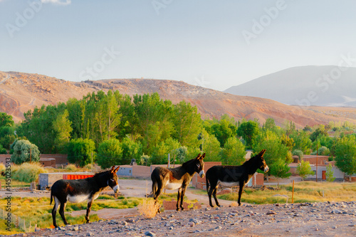 Three donkeys on a hill at sunrise in Catamarca, Argentina
