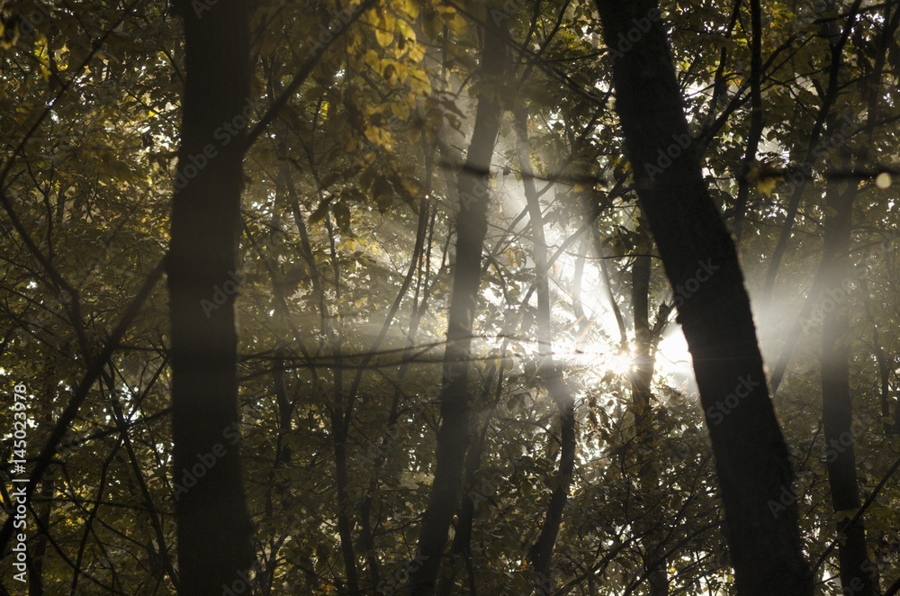 Obraz premium sunlight in the forest