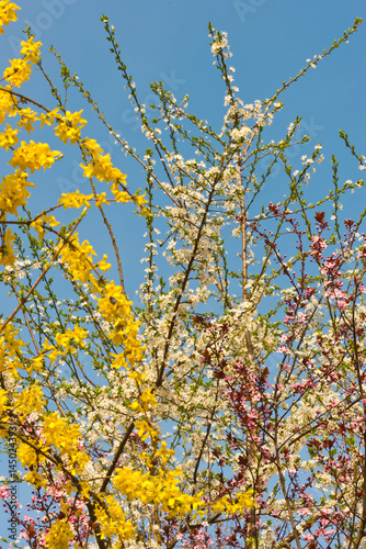 white and yellow blooming spring twigs © Nikolai Link