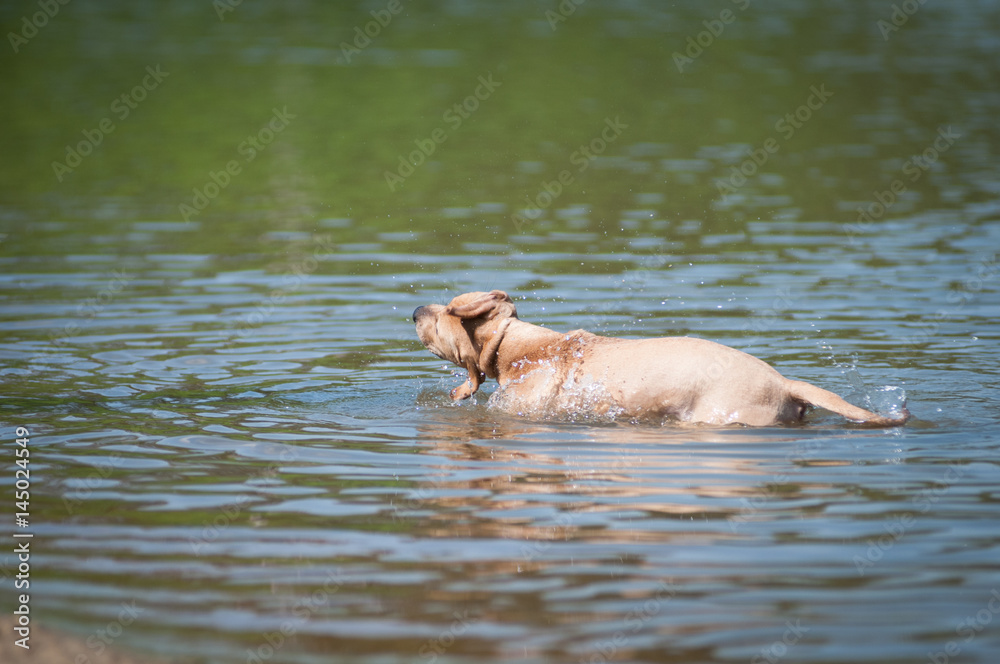 Fototapeta premium Pitbull terrier beige color on the beach