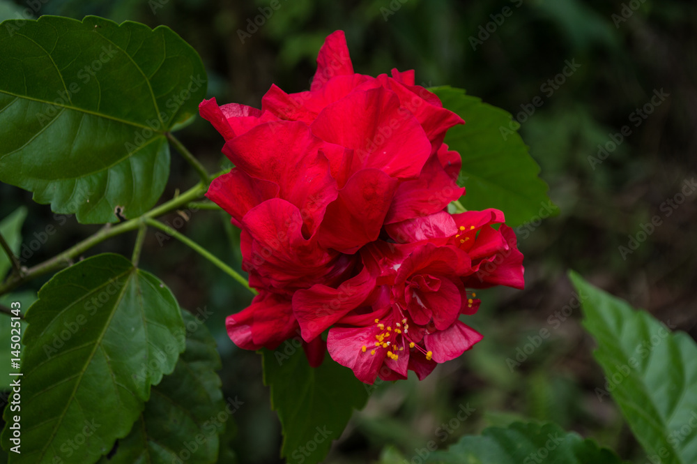 flower red with many layes of petals