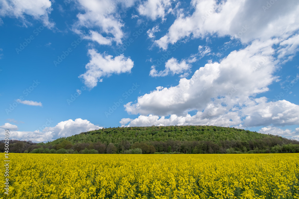 Rapeseed field with blue skies and some white clouds and a overgrown hill