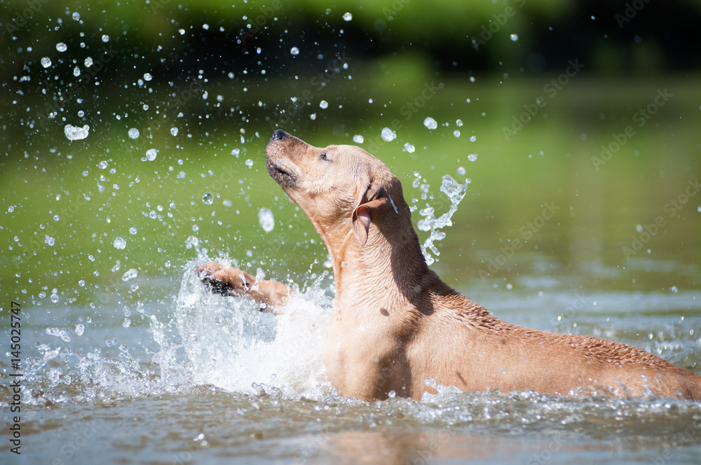 Obraz premium Beige pitbull terrier running out from water