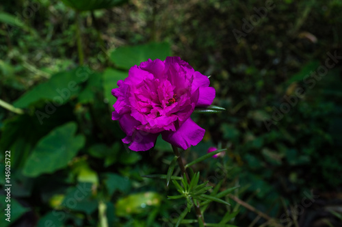 flower color of rose with the name of eleven o clock