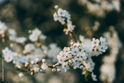 Spring flowering Muscari Valerie Finnis © sakhno