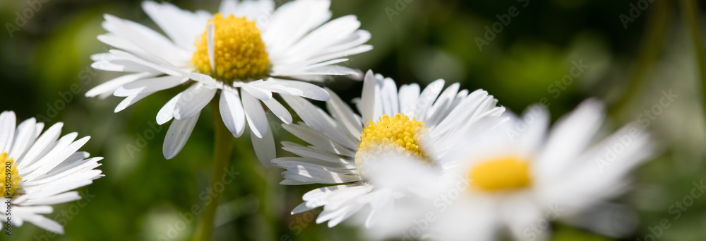 Obraz premium wild daisies flowers for natural gardening, springtime and sustainable environment