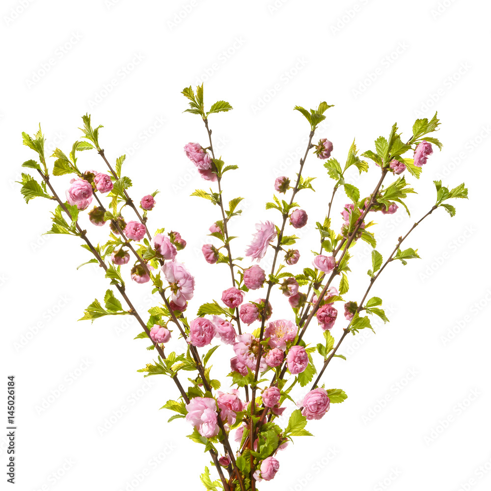 Bouquet of almond twigs with pink flowers.
Isolated on white background with blooming almond twigs.