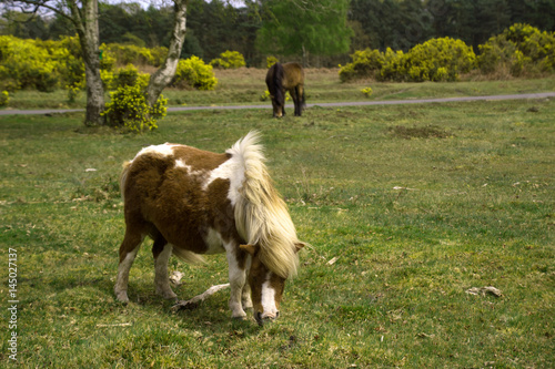 Shetland Pony New forest national park hampshire uk