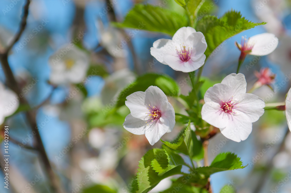 Cherry blossom, Prunus serrulata, full bloom, sakura Cherry blossom, Prunus serrulata, full bloom, sakura