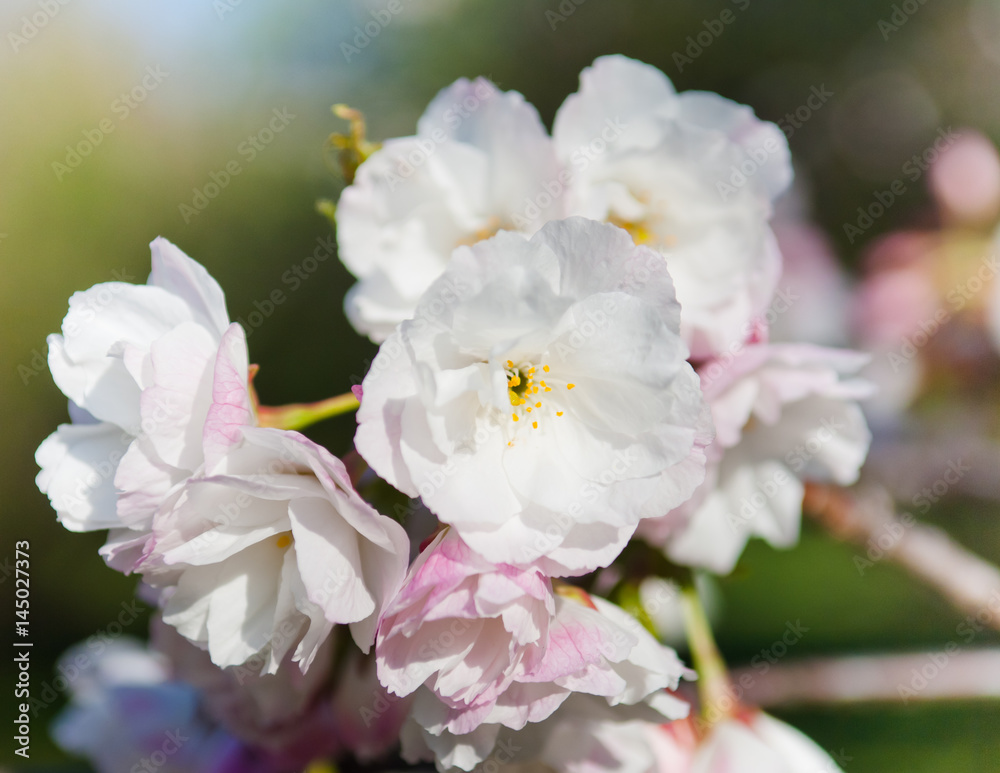 Cherry blossom, Prunus serrulata, full bloom, sakura Cherry blossom, Prunus serrulata, full bloom, sakura