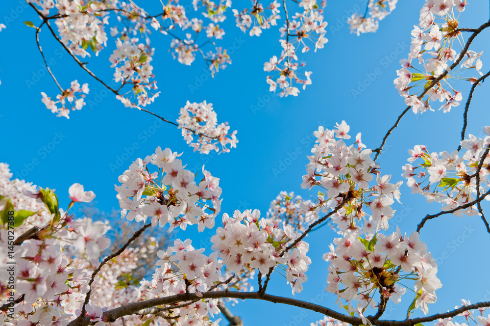 Cherry blossom, Prunus serrulata, full bloom, sakura Cherry blossom, Prunus serrulata, full bloom, sakura