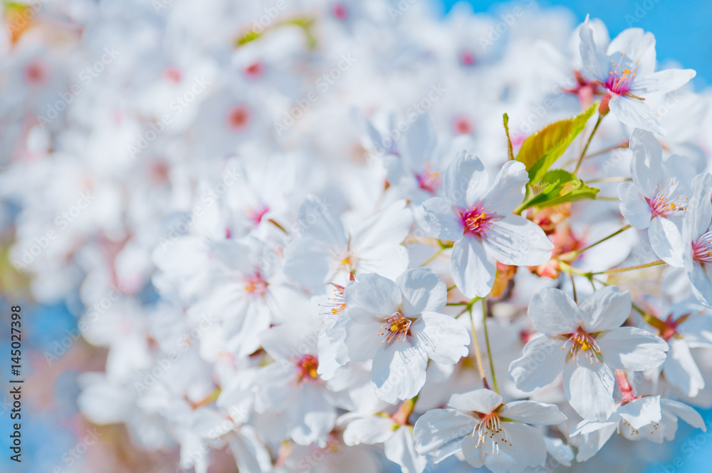 Cherry blossom, Prunus serrulata, full bloom, sakura Cherry blossom, Prunus serrulata, full bloom, sakura