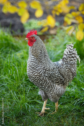 Rooster in the garden on a background of green grass and autumn leaves.