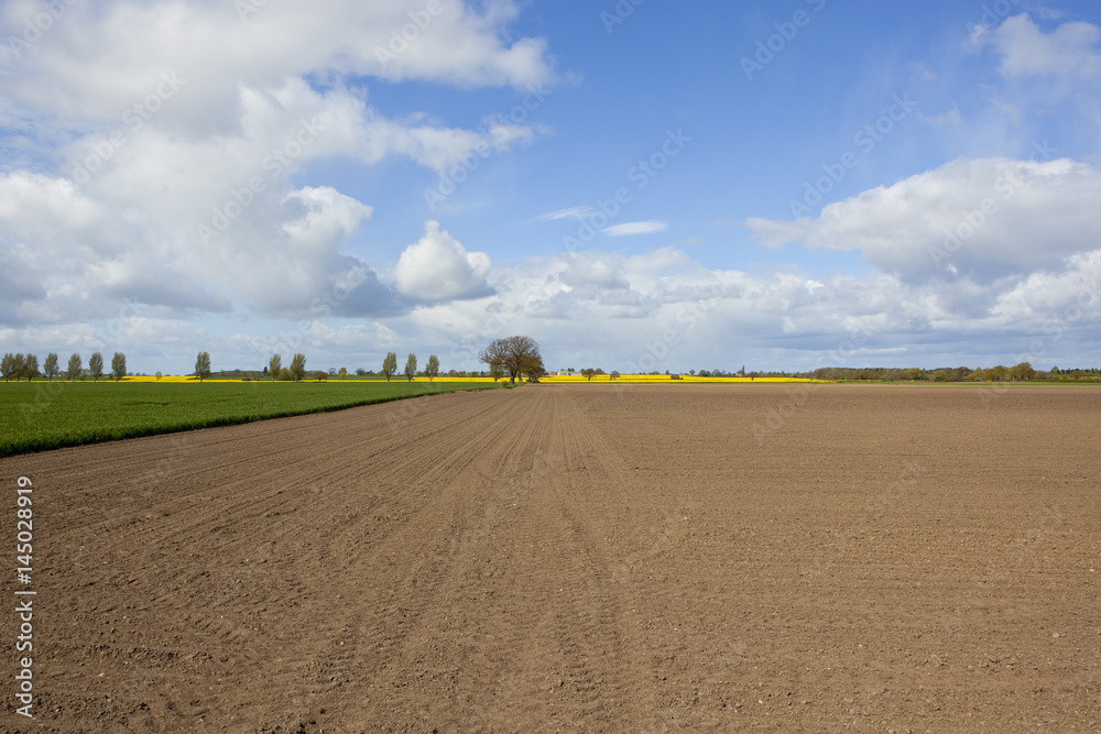 plowed field in springtime with wheat plowed field in springtime with wheat