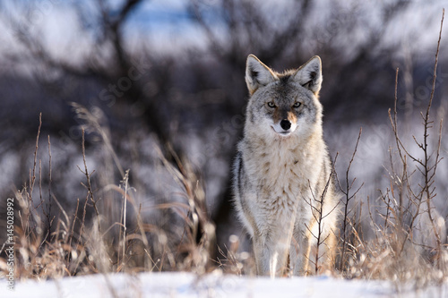 Coyote On the Prairies in Winter