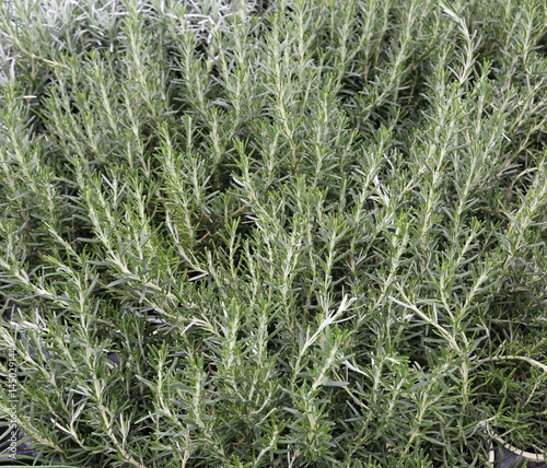 leaves of rosemary for sale in the grocery store.