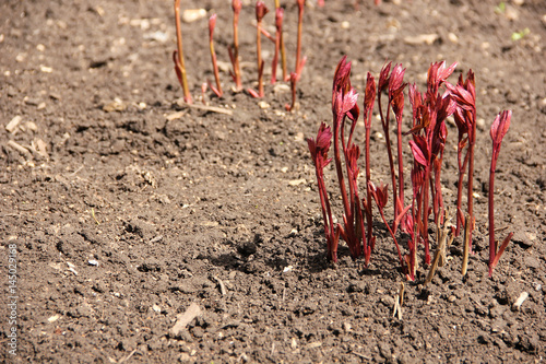 Peony sprouts