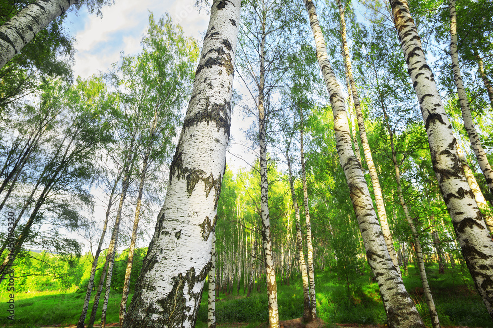 Fototapeta premium summer in sunny birch forest