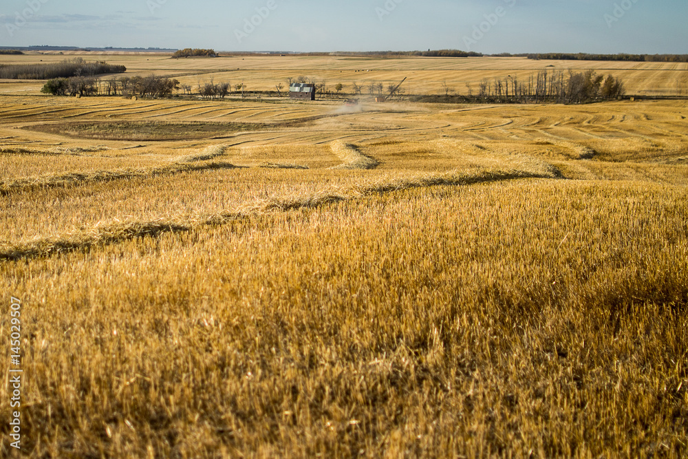 Wheat field on the Prairies