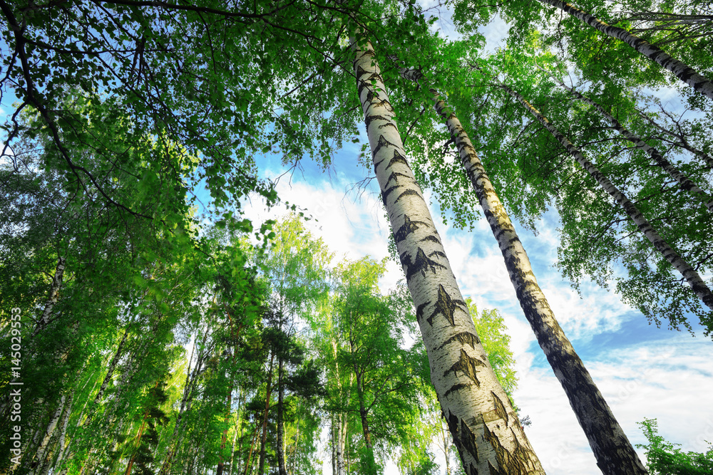Fototapeta premium summer in sunny birch forest