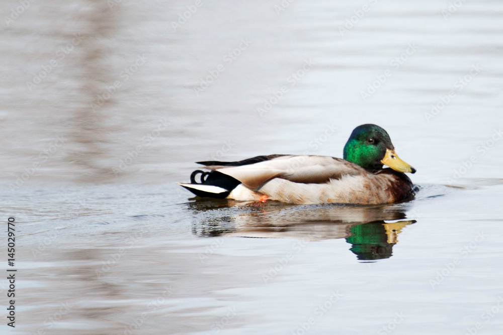 A mallard duck in a pond