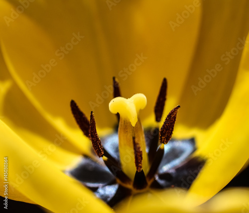 Yellow Tulip