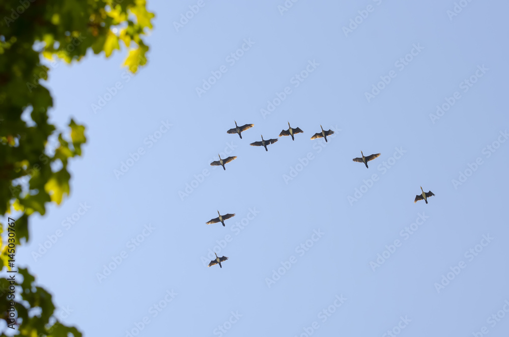 Birds fly by jamb