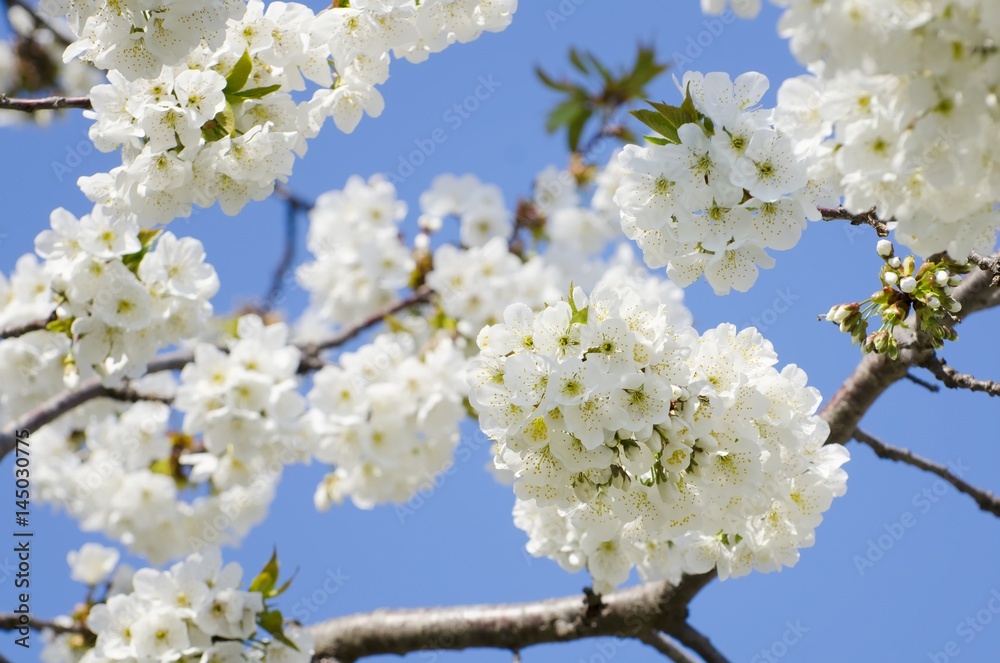 Fototapeta premium Spring Tree Blossom