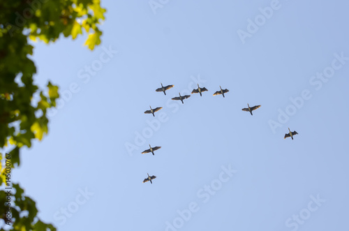 Birds fly by jamb © Nadezda Razvodovska