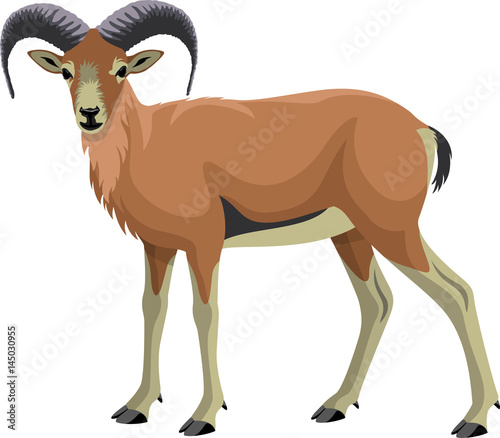 vector Goat Urial