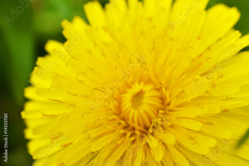 Flower blooming in spring  macro detail with low depth of field.