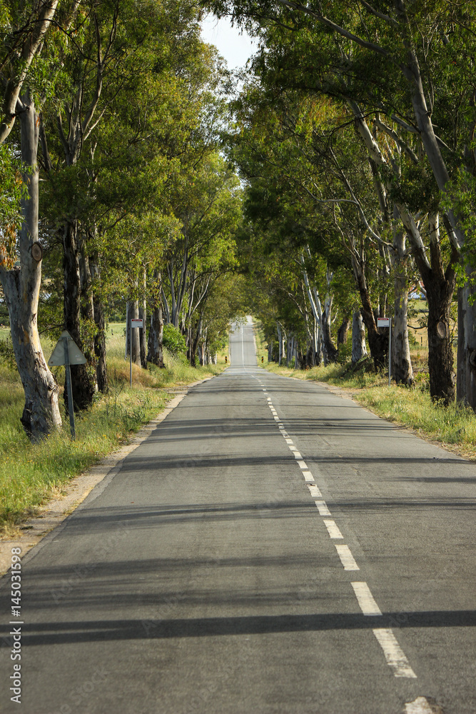Country Road with tree lined. Alentejo Portugal