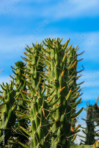 Cactus texture closeup with blue sky in background