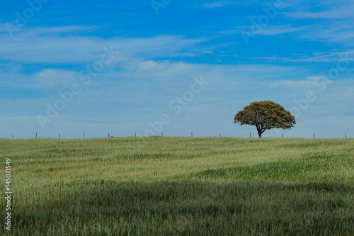 Cork oak in a green field in Portugal