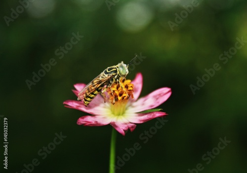 bee in the single flower © ozzuboy