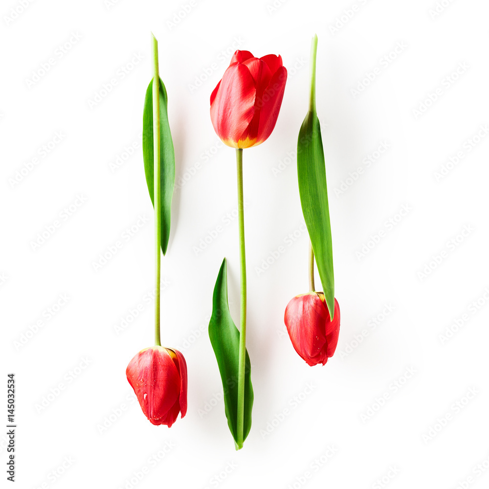 Fototapeta premium Red tulip flowers