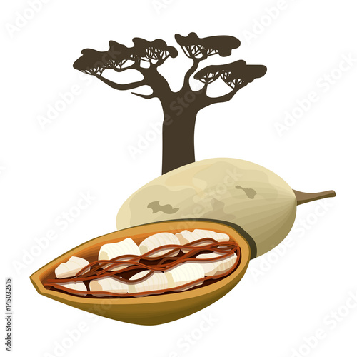 Baobab tree and fruit pod Isolated object. Adansonia. Superfood baobab fruit. Vector illustration.
