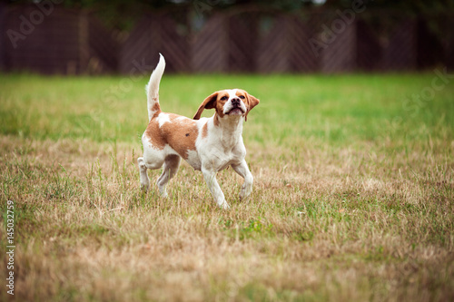 Fotografi A Beagle Dog
